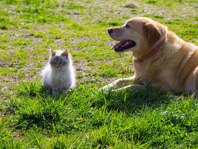 Associated image for Learn about Maine Coon and dog friendships and rivalries!