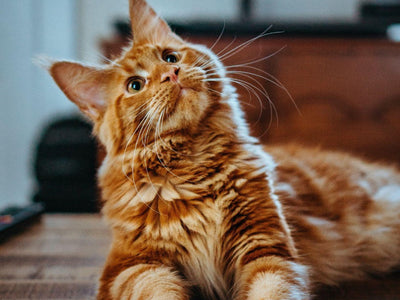 Associated image for Thinking about adopting a Maine Coon? Read this first!