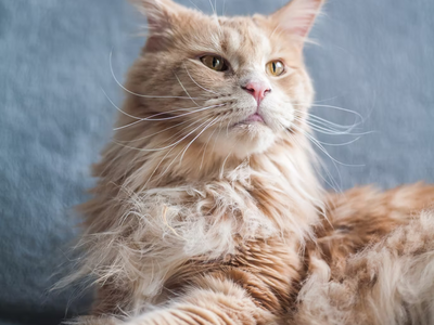 Associated image for Maine Coon grooming made easy—Untamed shares all the secrets