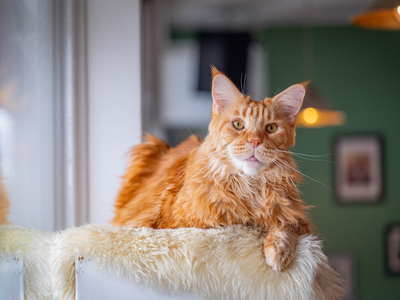 Associated image for What’s the average Maine Coon lifespan? Find out now!