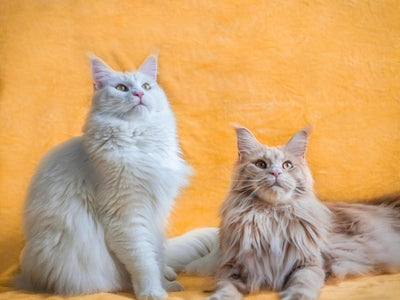 Associated image for Common Norwegian Forest cat health issues explained