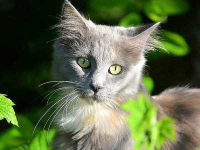 Associated image for Get to know the spectacular Maine Coon Russian Blue mix!