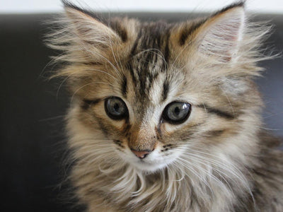 Associated image for Norwegian Forest cat kitten—facts and tips