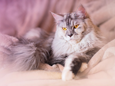 Associated image for Get all the info you need on owning a Maine Coon!