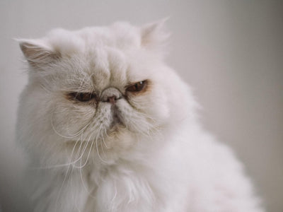 Associated image for Average Persian cat lifespan—what you should know