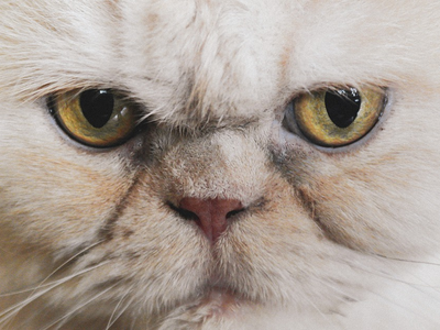 Associated image for Caring for a Persian cat with a flat face