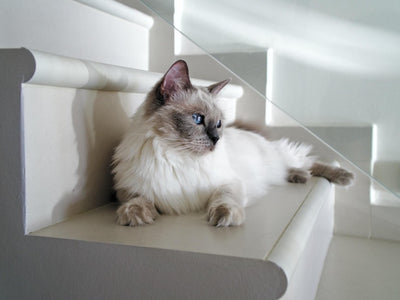 Associated image for Pros and cons of Ragdoll cats—explained in detail