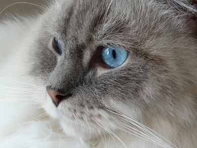 Associated image for Ragdoll cat behaviour problems explained and solved!