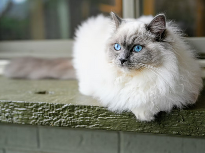 Associated image for Get to know the lovable Ragdoll cat!