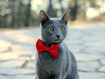 Associated image for All the information you need about the Russian Blue cat