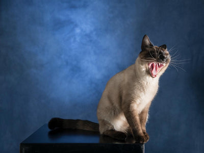 Associated image for Common Siamese cat behaviour problems and how to fix them