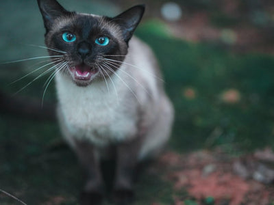 Associated image for Why is my Siamese cat meowing so much? Find out here!