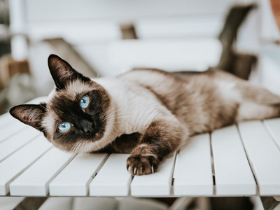 Associated image for Get to know Siamese cats—the extroverts of the cat world!