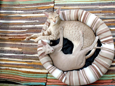 Associated image for Siamese and Oriental cats—the differences and similarities