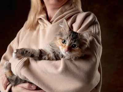 Associated image for Siberian kitten food—what diet works for this breed?