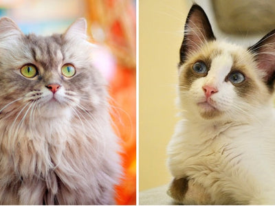 Associated image for Siberian or Ragdoll cat—which kitty is perfect for you?