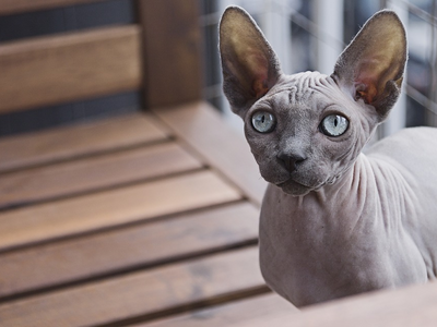 Associated image for How to look after your deity with the right Sphynx cat food