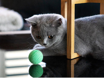 Associated image for When do British Shorthair kittens calm down? Mystery solved