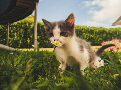 Associated image for Why do cats eat grass? Get the answers and advice