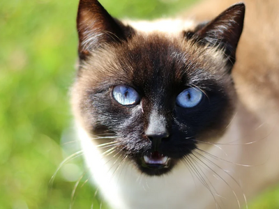 Associated image for Why do Siamese cats bite so much? Get the answers here!